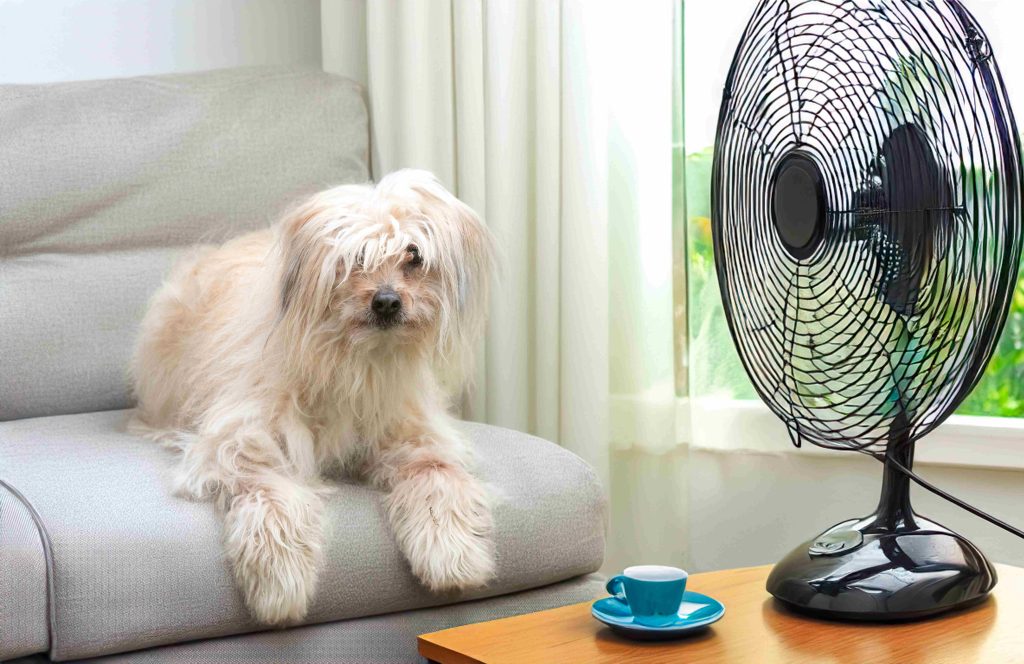 Is Cat boarding Dubai Better than Hiring a Pet Sitter?